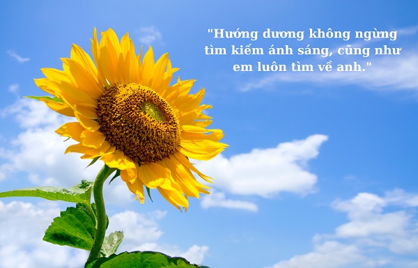 Những câu nói hay về hoa hướng dương