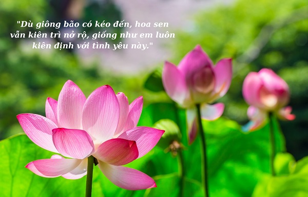 Stt về hoa sen và thiếu nữ