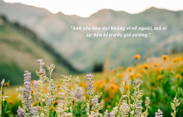 Những câu nói hay về loài hoa dại