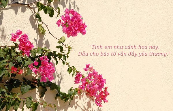 Thơ về hoa giấy tặng nàng thơ